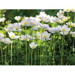 Anemonen veld 70x50cm Tuinschilderij