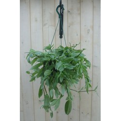 Hangplant Tradescantia wit groen