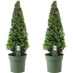 Ilex crenata 'Piramide' - Japanse hulst - Set van 2 - ⌀21 cm - Hoogte 55-65 cm