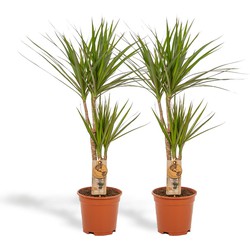 Hello Plants Dracaena Marginata Drakenbloedboom - 2 Stuks - Ø 17 cm Pot - Hoogte: 90 cm