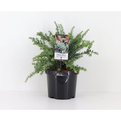 Podocarpus lawrencei blue gem