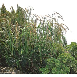 2 stuks! Carex muskingumensis potmaat P9 - Moerings