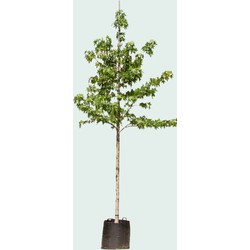 Amberboom solitair Liquidambar styraciflua 187,5 cm