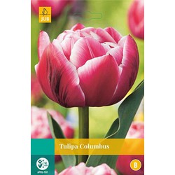 5 stuks - Tulipa Columbus 5 bollen