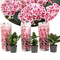 Hydrangea bicolor 'Camilla' roze - Hortensia - Set van 3 - ⌀9cm - Hoogte 25-40cm