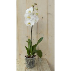Vlinderorchidee Tak wit 60 cm - Warentuin Natuurlijk