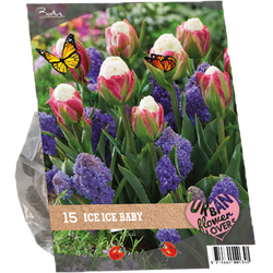 Urban Flowers Ice Ice Baby per 15 bloembollen