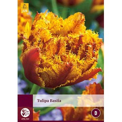 3 stuks - Tulipa Bastia 4 bollen