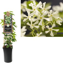 3 stuks - Klimplant Trachelospermum jasminoides 75 cm - Van der Starre