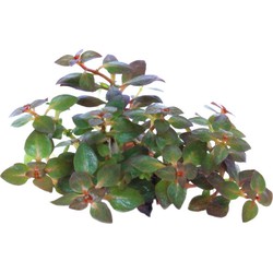 Easy grow 73 ludwigia palustris mini super red