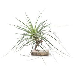 Tillandsia airplant - roest