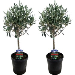 Olea Europaea - Set van 2 - Olijfboom op stam - Pot 14cm - Hoogte 50-60cm