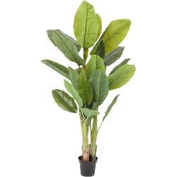 Kare Deco Plant  Banana Tree 180 cm