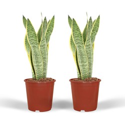 Hello Plants Sansevieria Laurentii Vrouwentong - 2 Stuks - Ø 14 cm - Hoogte: 40 cm