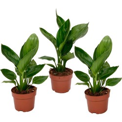 Strelitzia Reginea - Set van 3 - Paradijsvogelbloem - Pot 9cm - Hoogte 25-40cm