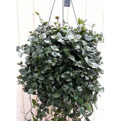 Hangplant Tradescantia donker groen