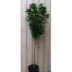 Hibiscus op stam Roze 100 cm