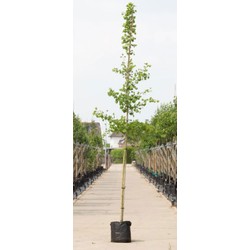 2 stuks! Japanse notenboom Ginkgo biloba h 250 cm st. omtrek 8 cm boom