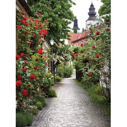 Alley roses 50x70cm Tuinschilderij - Customize-it