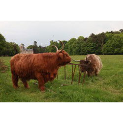 Tuinschilderij hooglanders 70x50cm