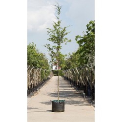 Groenbladige beuk Fagus sylvatica h 450 cm st. omtrek 16 cm