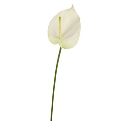 Greenmoods Kunstbloem Anthurium - Anthurium - Nep plant - 1 Stuk - 65cm - Wit