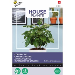 House Plants Coffea Arabica, koffieplant