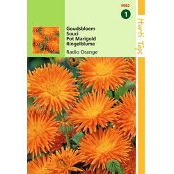 2 stuks - Calendula Officinalis Cactusbl. Radio Oranje