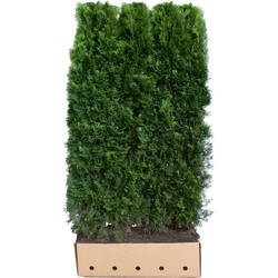 Thuja occidentalis smaragd 200 cm