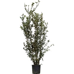 Steeneik solitair Quercus ilex 187,5 cm