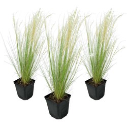 Stipa tenuifolia 'Pony Tails' - Set van 3 - Siergras - Pot 9cm - Hoogte 20-30cm