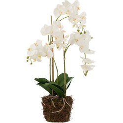 J-line - Orchidee In Aarde Plastiek Wit/groen Large - 32x32x75cm