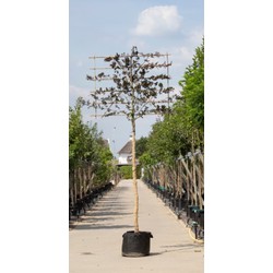 Rode beuk als leiboom Fagus syl. Atropunicea h 300 cm st. omtrek 12 cm st. h 180 cm