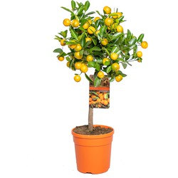 Citrus mitis 'Calamondin'- Mandarijnboom - Fruitboom - Bladhoudend - ⌀19 cm - ↕55-65 cm