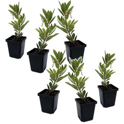 Arbutus Unedo - Set van 6 - Aardbeienboom - Pot 9cm - Hoogte 25-40cm