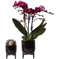 Kolibri Company - Planten set Nordic zwart | Set met paarse Phalaenopsis orchidee Morelia Ø9cm en groene plant Succulent Echeveria Purpusorum Ø6cm  | incl. zwart sierpotten