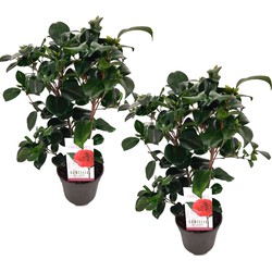 Camellia japonica 'Lady Campbell' - Set van 2 - Roos - Pot 15cm - Hoogte 50-60cm