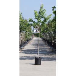 Amberboom Liquidambar styraciflua h 450 cm st. omtrek 16 cm