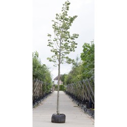 Zilverlinde Tilia tomentosa Brabant h 250 cm st. omtrek 8 cm - Warentuin Natuurlijk