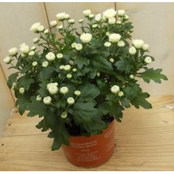 3 stuks! Mini bol chrysant wit