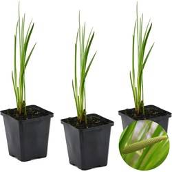 3x Acorus Calamus – Kalmoes – Vijverplant – Onderhoudsvriendelijk – Zone 2-3 – ⌀9cm - ↕10-20 cm