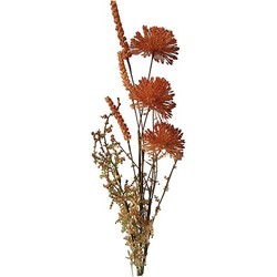 Allium 60cm roodbruin