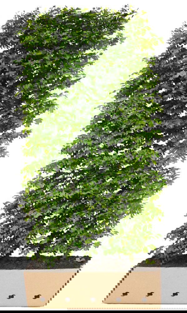 Carpinus betulus 'Fastigiata' Heg - 