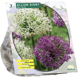 Allium Giant Mix per 3 bloembollen