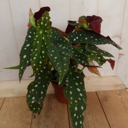 Kamerplant Begonia Maculata met stip Begoniaceae