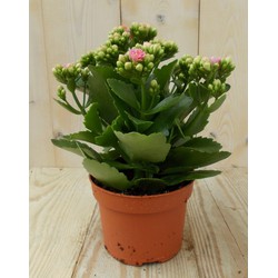 2 stuks! Kalanchoe roze - Warentuin Natuurlijk