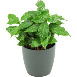 ZynesFlora - Coffea Arabica in Antracieten Sierpot - Kamerplant in pot - Ø 12 cm - Hoogte: 25 cm - Koffieplant