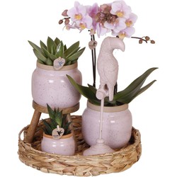 Kolibri Company | Gift set Romantic| Plantenset met roze Phalaenopsis Orchidee en Succulenten incl. keramieken sierpotten