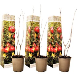 Punica Granatum - Set van 3 - Granaatappel - Pot 9cm - Hoogte - 25-40cm