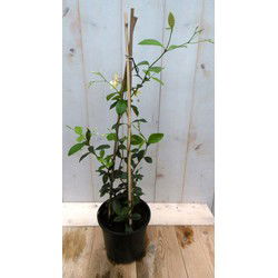 3 stuks - Sterjasmijn geurende kuipplant 40 cm